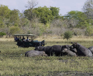 Malawi | Liwonde National Park | gamedrive