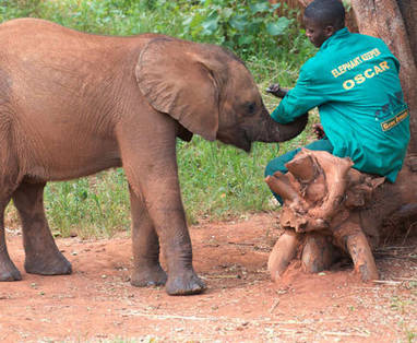 Zambia | Lusaka | Lilayi Lodge | Elephant Nursery